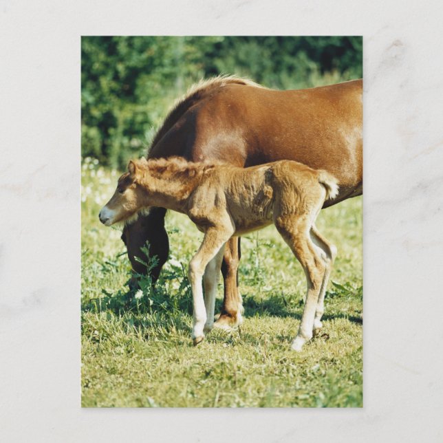 Postal Un potro y un caballo en un pasto. (Anverso)
