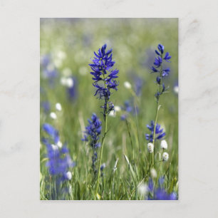 Postal Un prado de montaña de flores silvestres incluyend