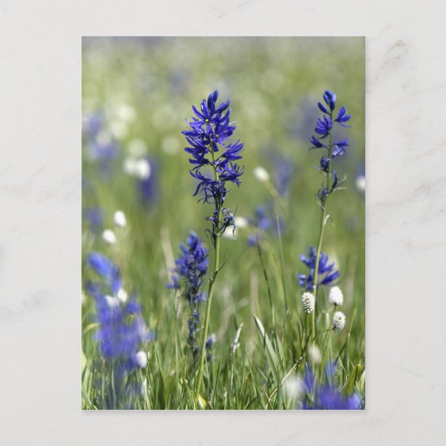 Postal Un prado de montaña de flores silvestres incluyend (Anverso)