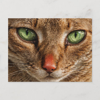Postal Un primer plano de la cara de un gato con ojos ver