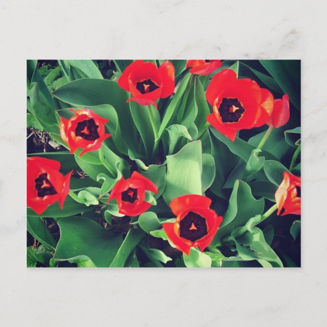 Postal Un ramo de tulipanes en el jardín (Anverso)