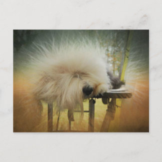 Postal ¡Un rayo de sol!