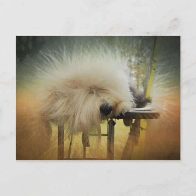 Postal ¡Un rayo de sol! (Anverso)