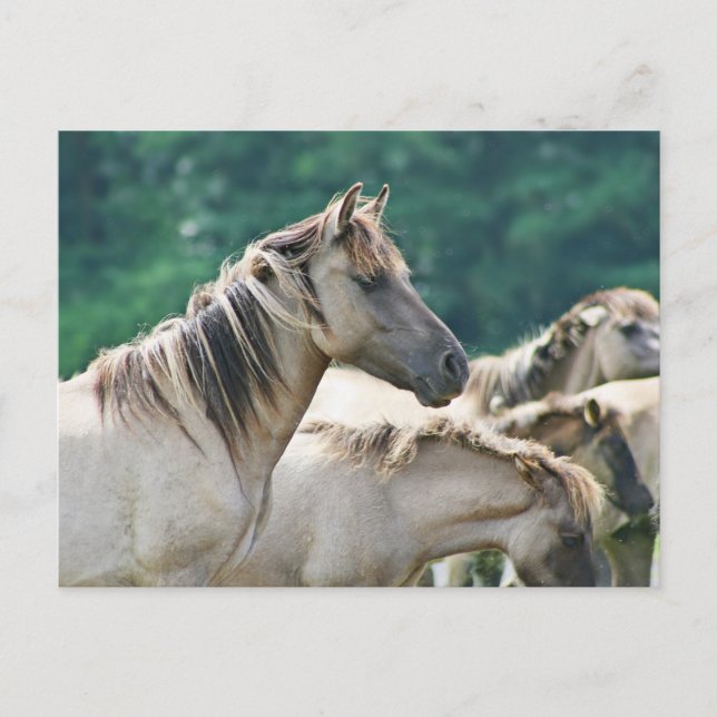 Postal Un rebaño de caballos de Brumby de Australia (Anverso)