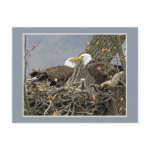 Un retrato de la familia de Eagle calvo