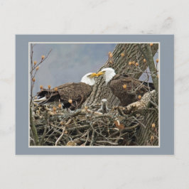 Postal Un retrato de la familia de Eagle calvo