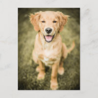 Un Retrato De Un Cachorro De Recuperación Dorada