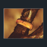 POSTAL UN RÍO PARA GOBERNARLES A TODOS™<br><div class="desc">Es en los hombres donde debemos poner nuestra esperanza. Siempre recuerden,  Frodo,  el anillo está tratando de volver a su amo. Quiere ser encontrado.</div>