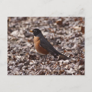 Postal Un Robin de primavera