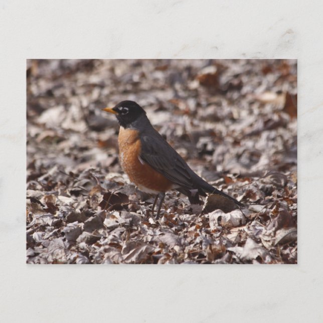 Postal Un Robin de primavera (Anverso)