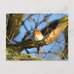 Postal Un Robin en el viejo roble