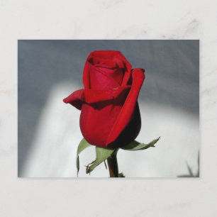 Postal Un Rosa