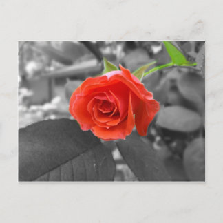 Postal Un Rosa de esperanza