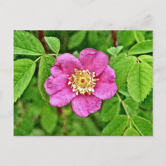 Postal Un Rosa salvaje (Anverso)