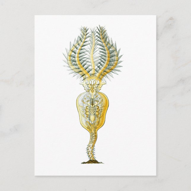 Postal Un Rotifer (Anverso)