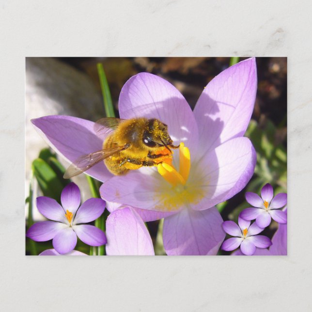 Postal ¡UN SABOR DE PRIMAVERA! Texto personalizado (Anverso)