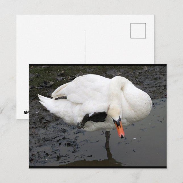 Postal Un saludo elegante (Anverso / Reverso)