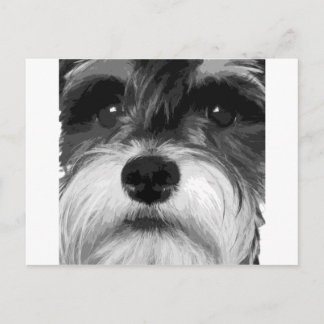 Postal Un Schnauzer en miniatura en blanco y negro
