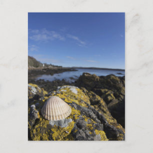 Postal Un Seashell se sienta en una roca el   Dumfries,