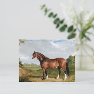 Postal Un semental Clydesdale