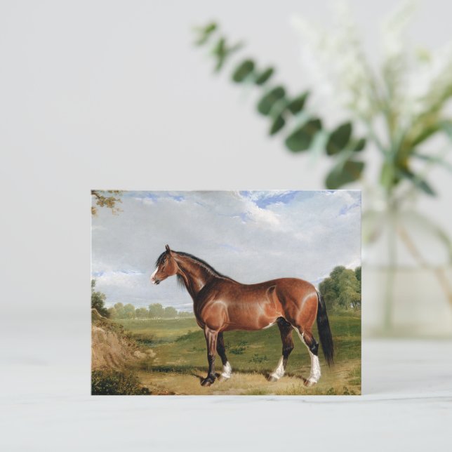 Postal Un semental Clydesdale (Anverso de pie)