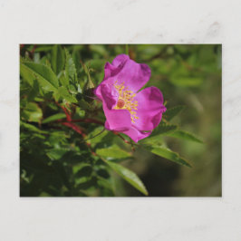 Postal Un solo Rosa salvaje