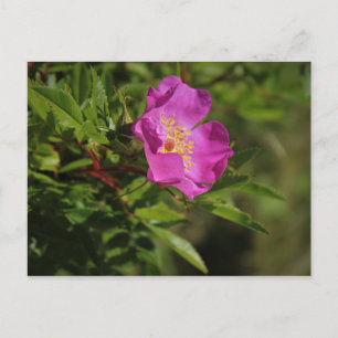 Postal Un solo Rosa salvaje