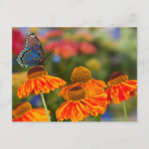 Postal Un Spicebush Swallowtail, troilus de Papilio