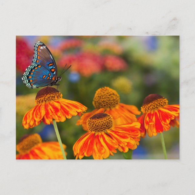 Postal Un Spicebush Swallowtail, troilus de Papilio (Anverso)