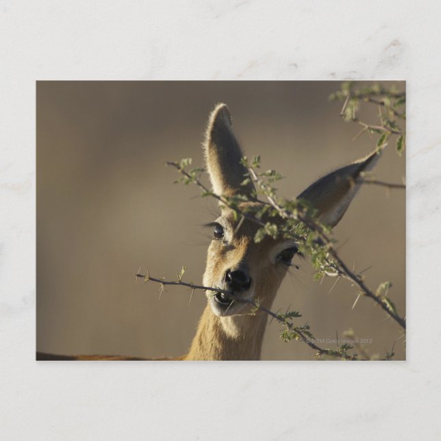 Postal Un Steenbok mirando la cámara mientras come (Anverso)