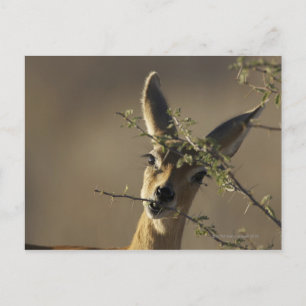 Postal Un Steenbok mirando la cámara mientras come