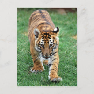 Postales Tigre De Bebe Tarjetas Postales Zazzle Es