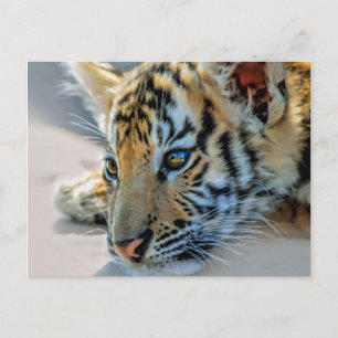Postal Un tigre bebé lindo