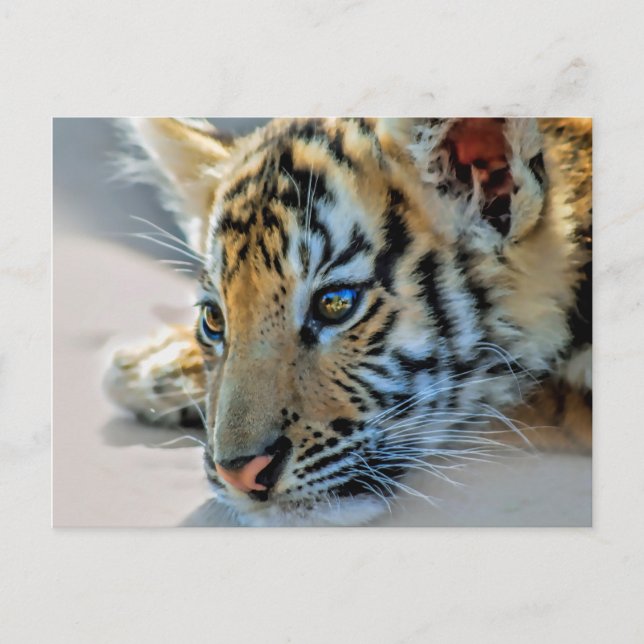 Postal Un tigre bebé lindo (Anverso)