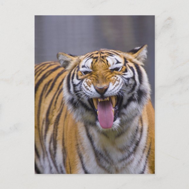 Postal Un tigre ruidoso, Taiwán, Taipei, Zoo de Taipei (Anverso)