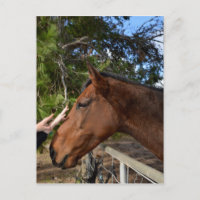 "Un toque cordial: vinculación con un Caballo marr