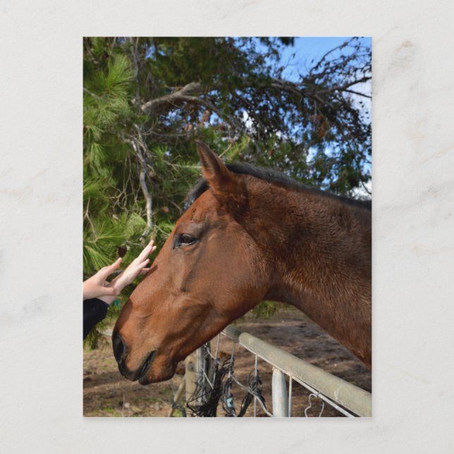 Postal "Un toque cordial: vinculación con un Caballo marr (Anverso)