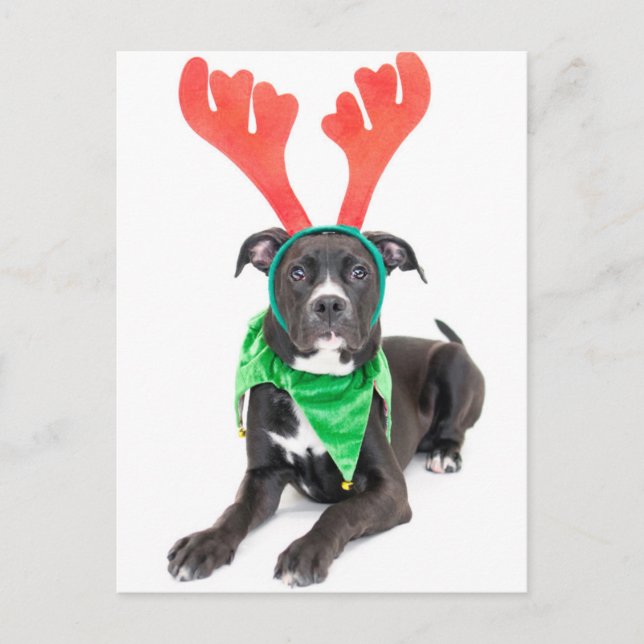 Postal Un toro de labrador negro y blanco (Anverso)