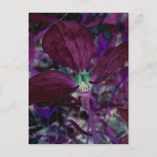 Postal Un Trillium diferente