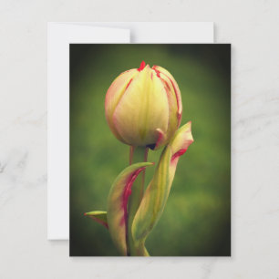 Postal Un tulipán en ciernes