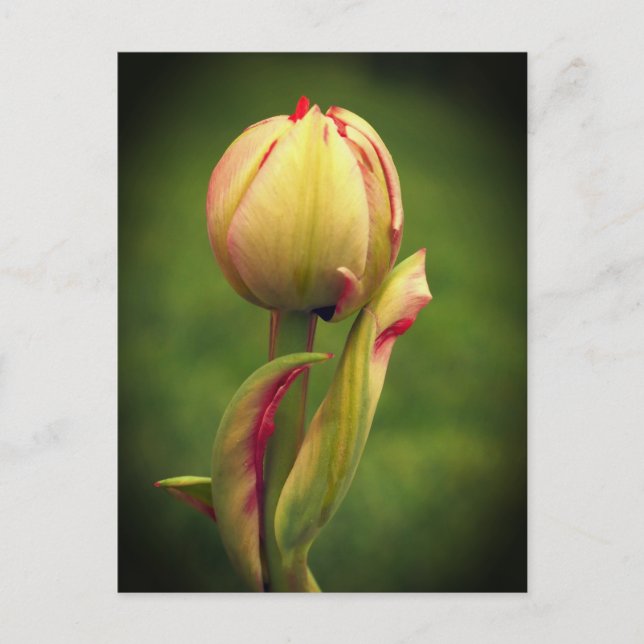 Postal Un tulipán en ciernes (Anverso)