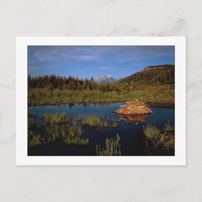 Postal "Un verano de tetas" (Anverso)