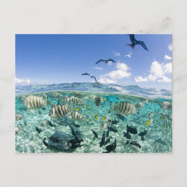 Postal Un viaje en safari por la laguna con Stingrays (Anverso)