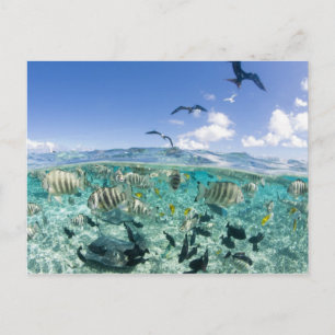 Postal Un viaje en safari por la laguna con Stingrays