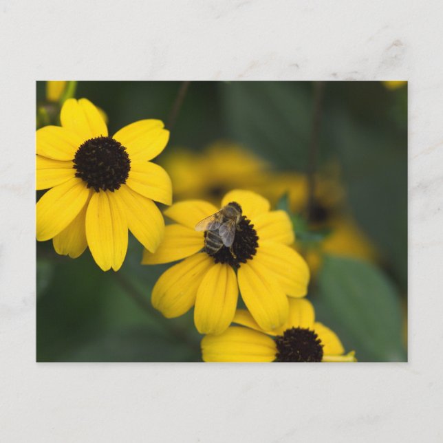 Postal Una abeja sobre el nido de la flor (Anverso)