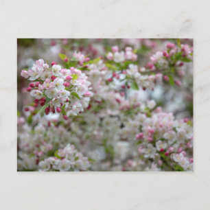 Postal Una Abundancia De Flores