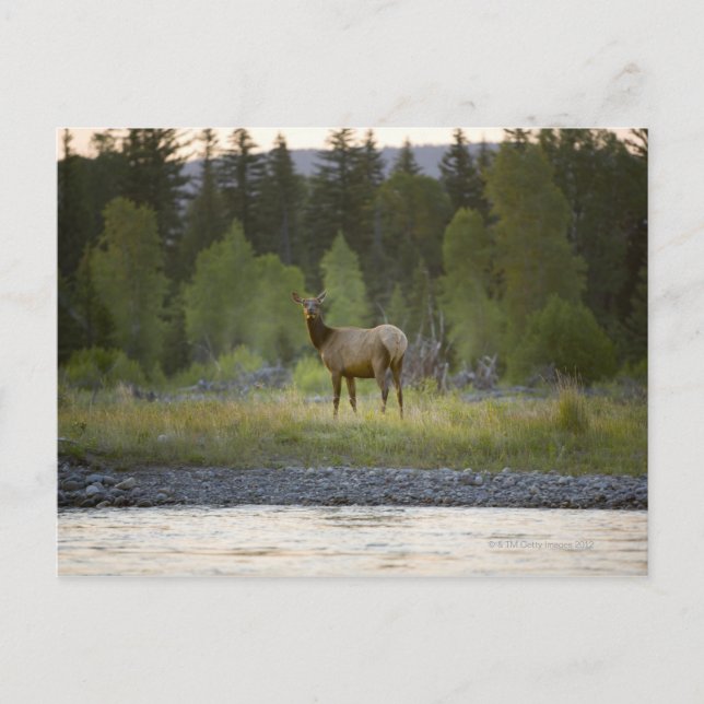 Postal Una alce hembra mira la cámara con una (Anverso)