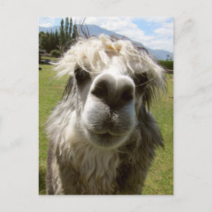 Postal Una Alpaca Desgreñada