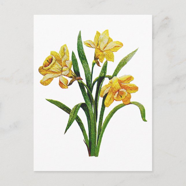 Postal Una anfitriona dorada de los Daffodils bordados (Anverso)