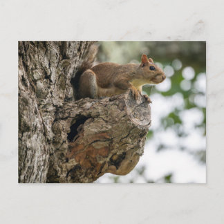 Postal Una ardilla curiosa posada en la perilla de un árb